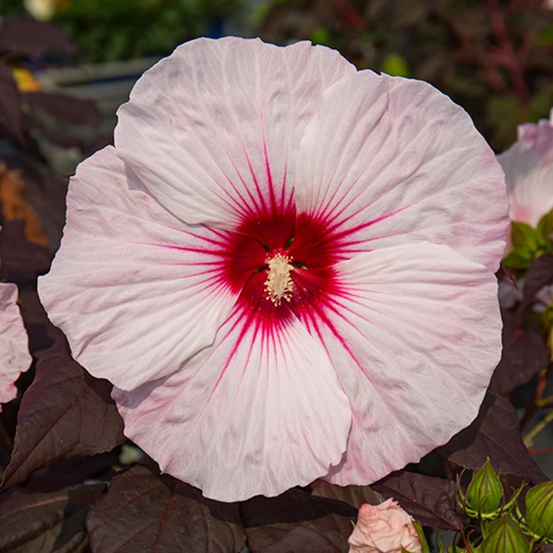 'Dark Mystery' Hibiscus