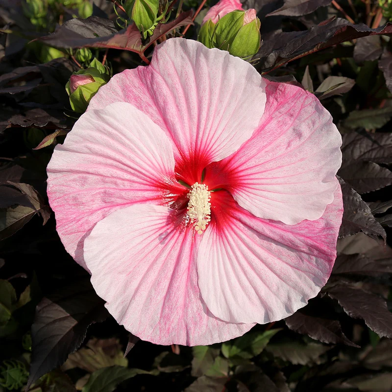 'Starry Starry Night' Hibiscus