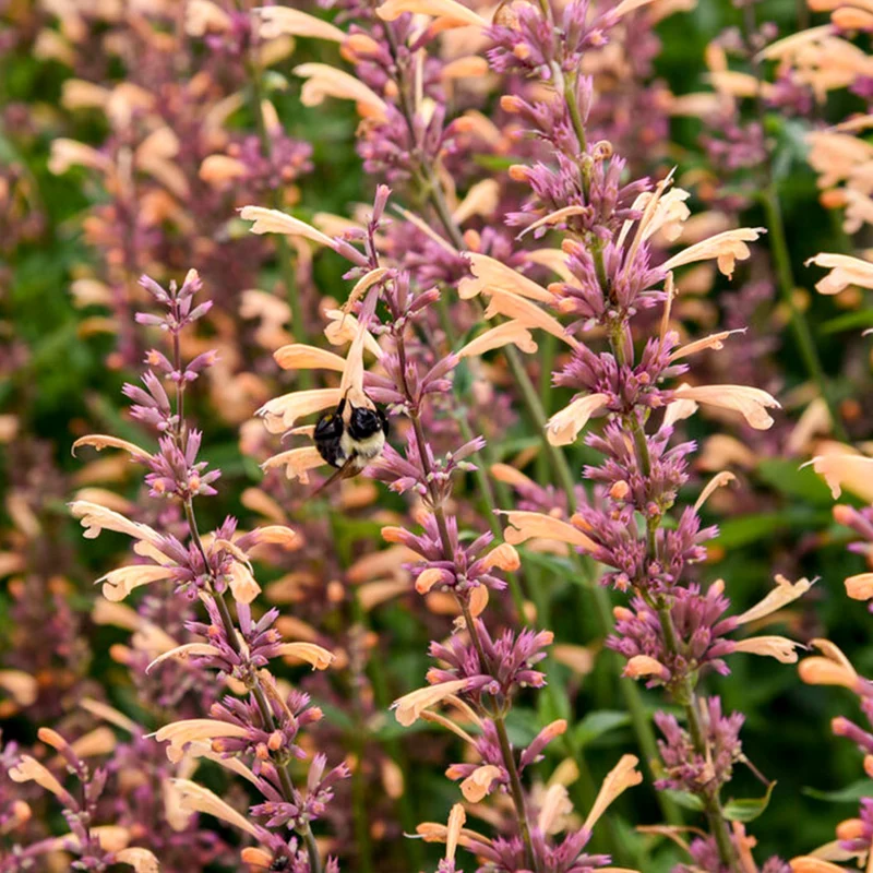 Proven Winners® Agastache Meant to Bee™ Queen Nectarine