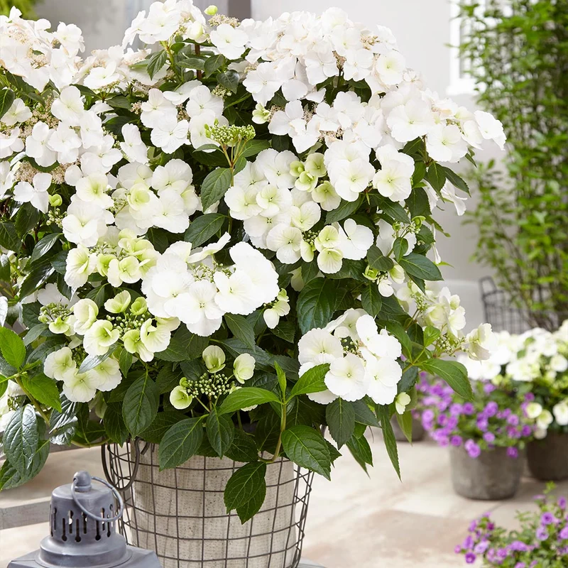 Proven Winners® Fairytrail Bride® Cascade Hydrangea