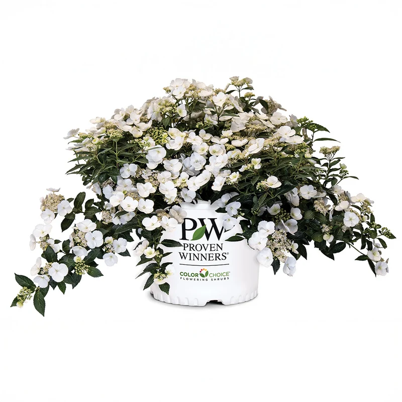 Proven Winners® Fairytrail Bride® Cascade Hydrangea