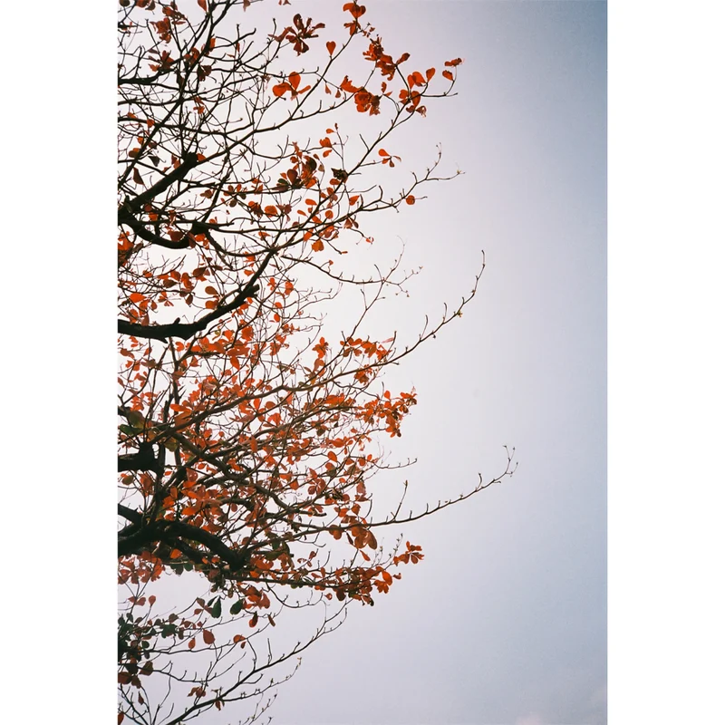 RETO Film Couleur Érable MAPLE 100 (35mm/27 poses)