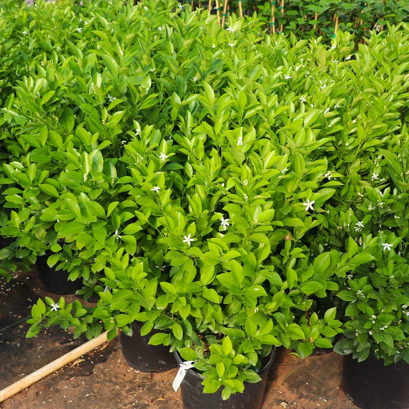 Calamondin Bush