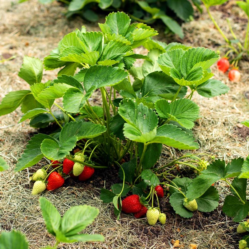 Everbearing Strawberry Bush - USDA Organic