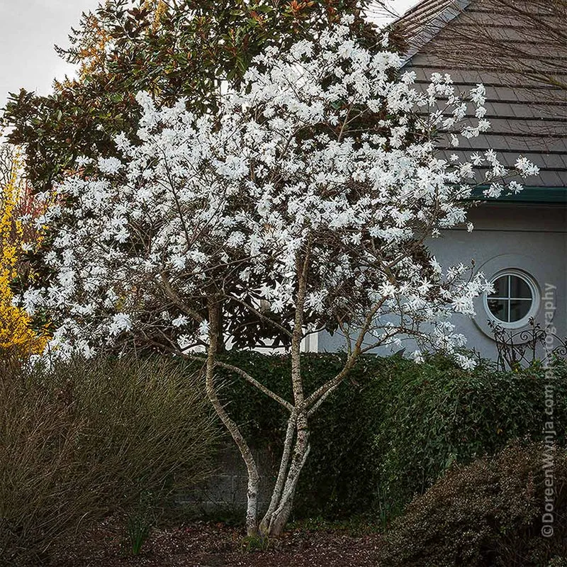 Royal Star Magnolia Tree
