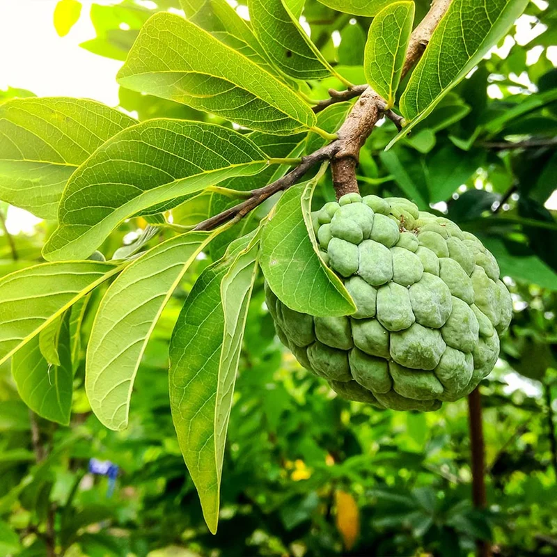 Sugar Apple (Sweetsop) Tree