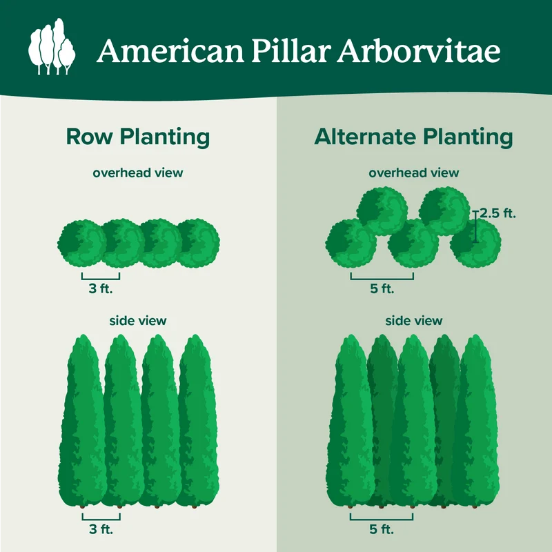 Full Speed A Hedge® American Pillar Arborvitae