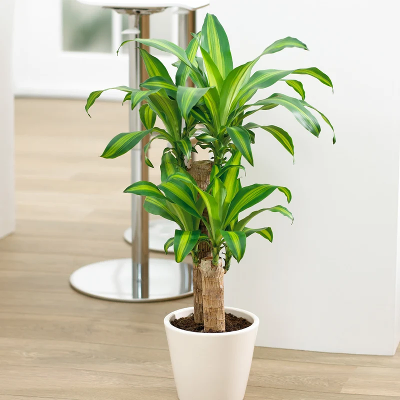 Dracaena' Corn Plant