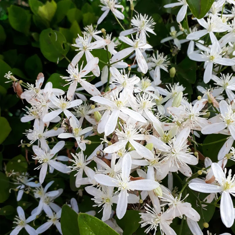 Armandii Snowdrift Clematis