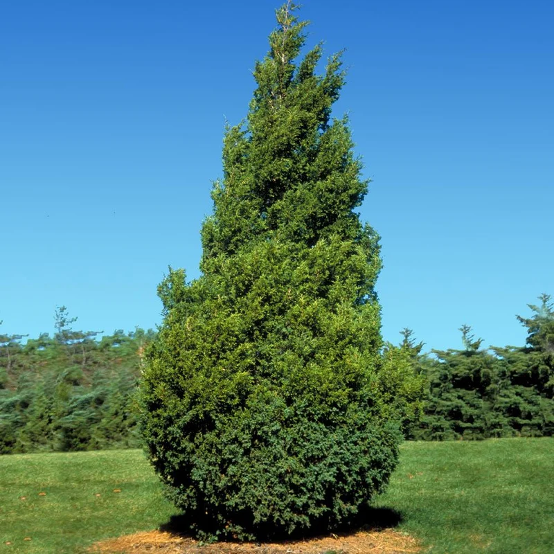 Baby Giant Arborvitae Tree
