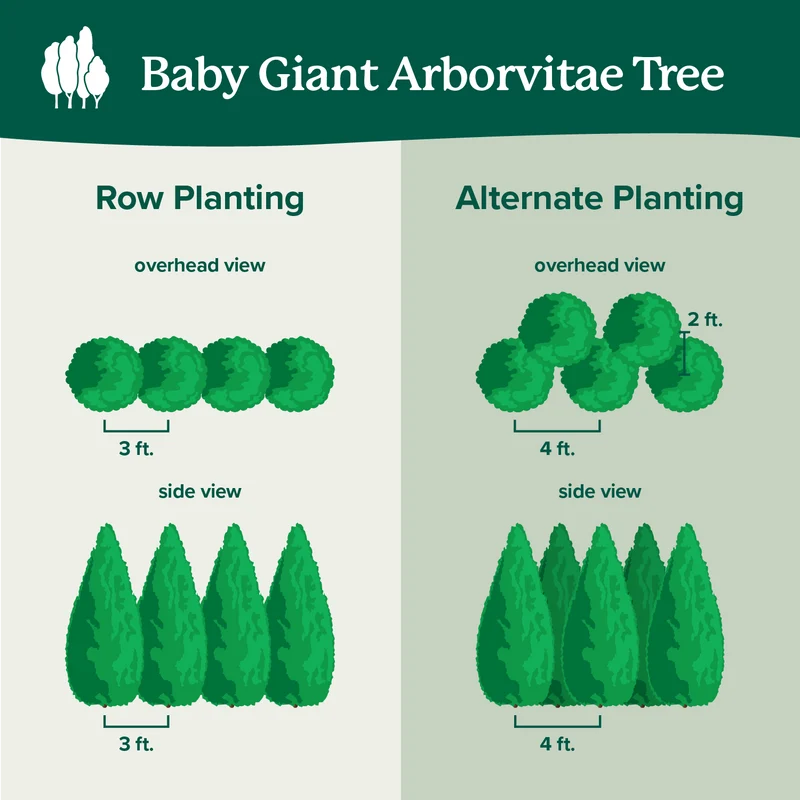 Baby Giant Arborvitae Tree