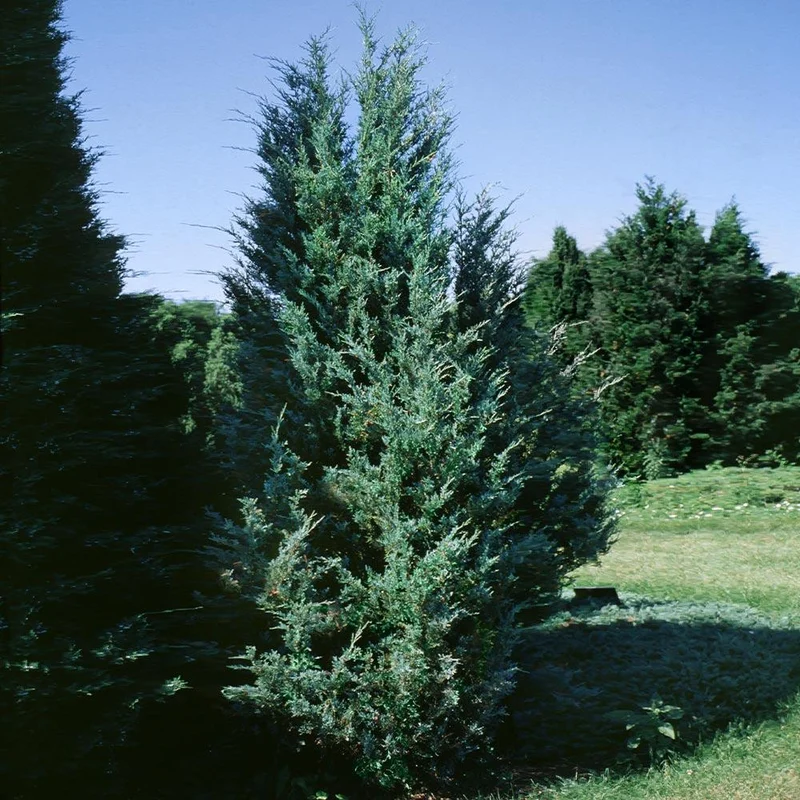 Moonglow Juniper Tree