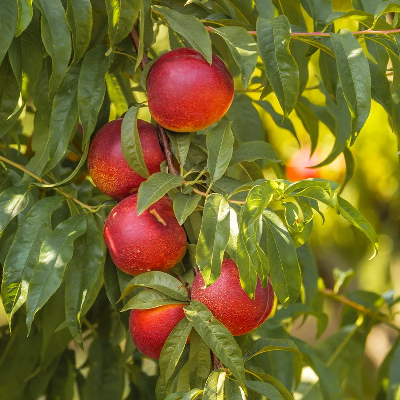 Sunglo Nectarine Tree