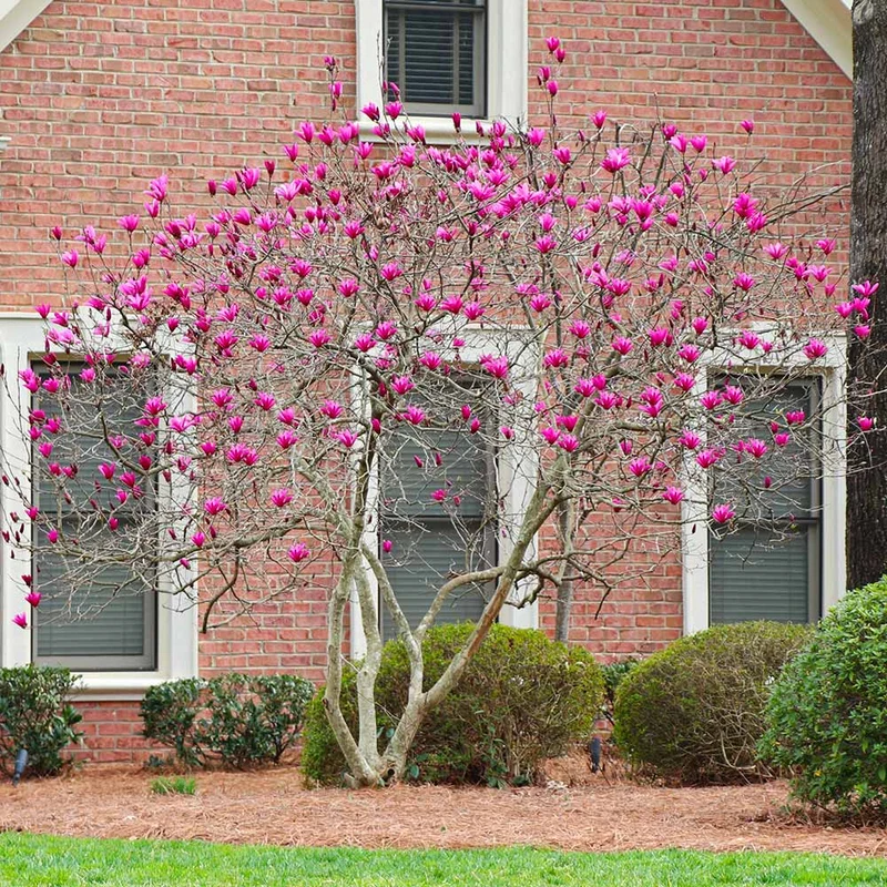 Ann Magnolia Tree