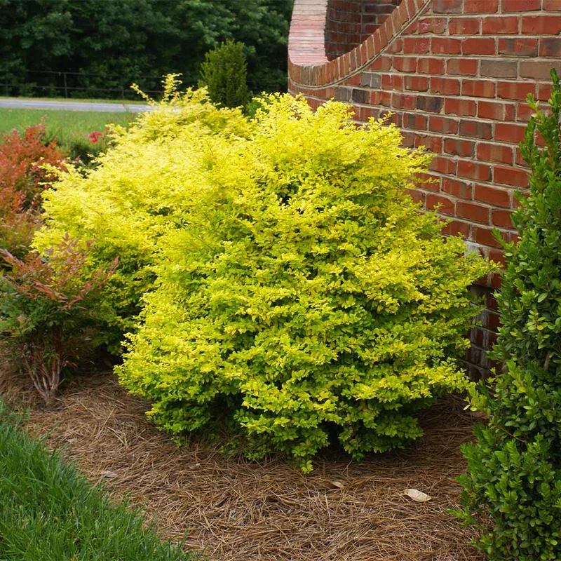 Southern Living® Sunshine Ligustrum Shrub