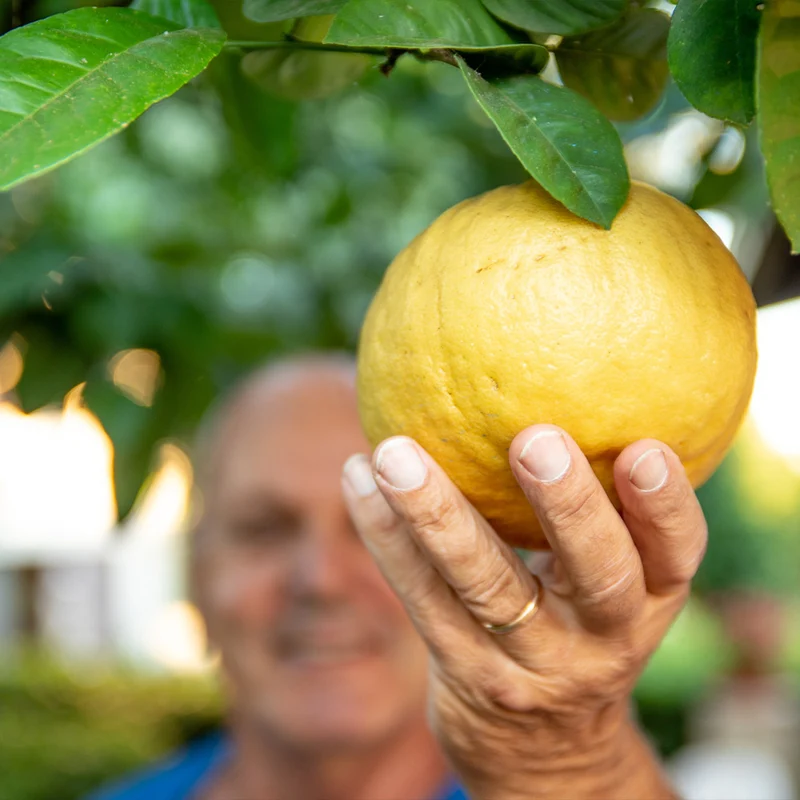Ponderosa Lemon Tree
