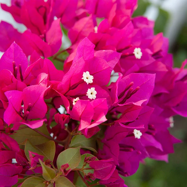 Barbara Karst Bougainvillea Vine