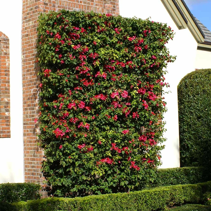Barbara Karst Bougainvillea Vine