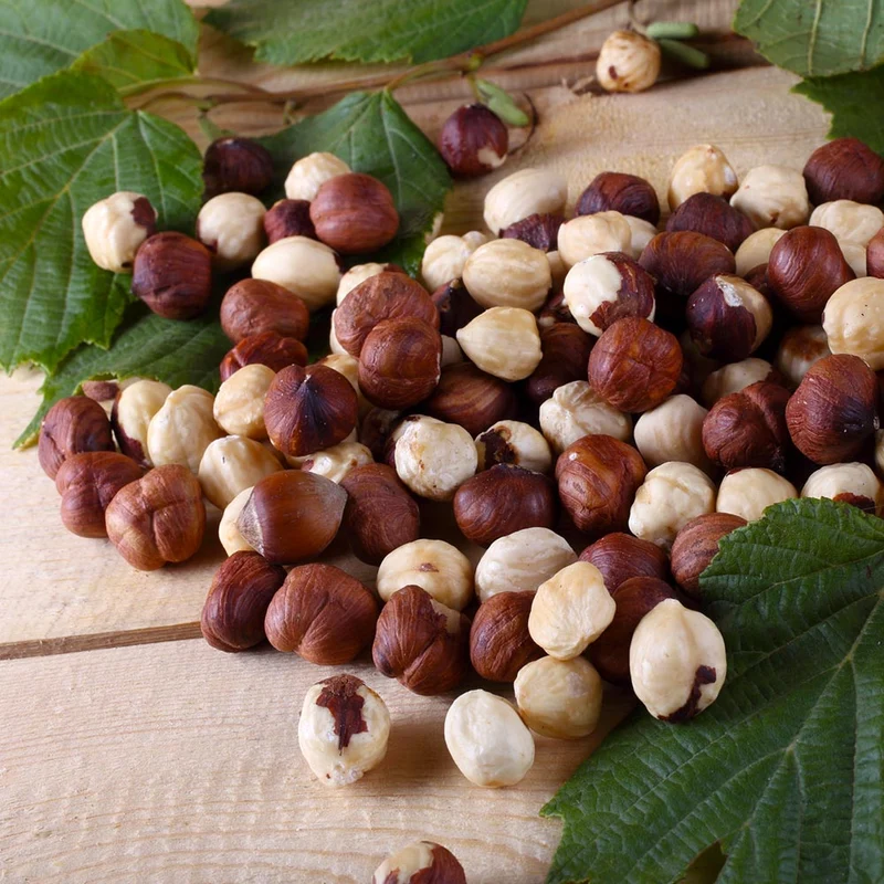 American Hazelnut Filbert Tree