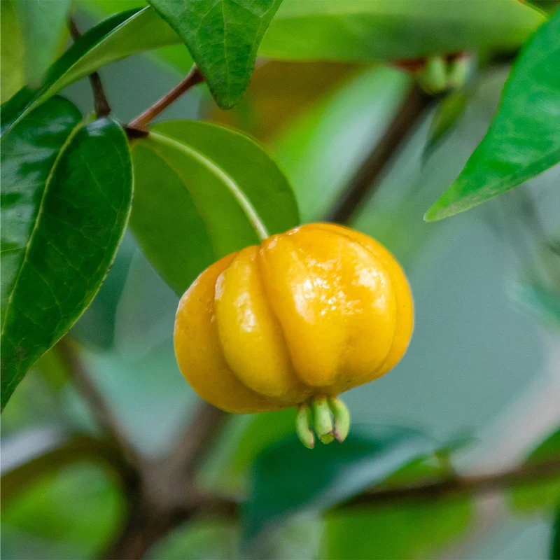 Star Cherry Tree