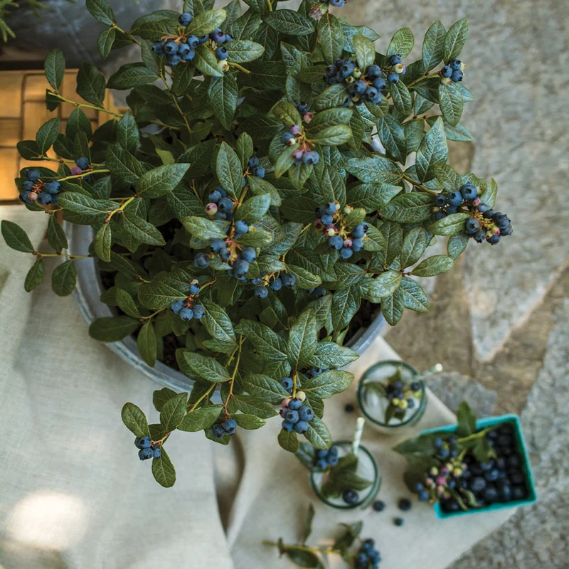 Bushel and Berry® Perpetua Blueberry Bush