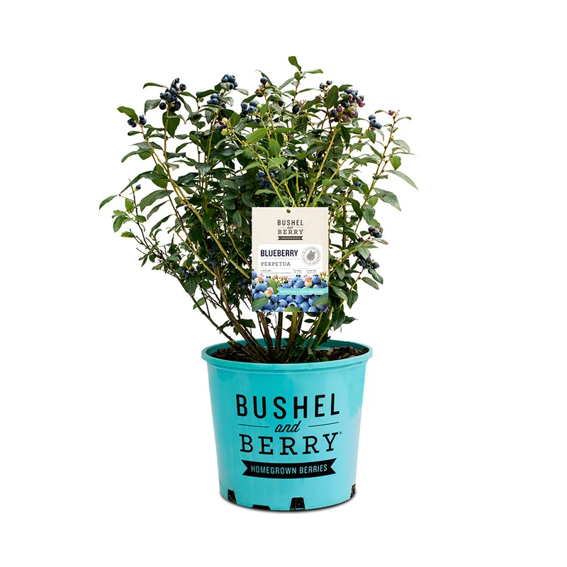 Bushel and Berry® Perpetua Blueberry Bush