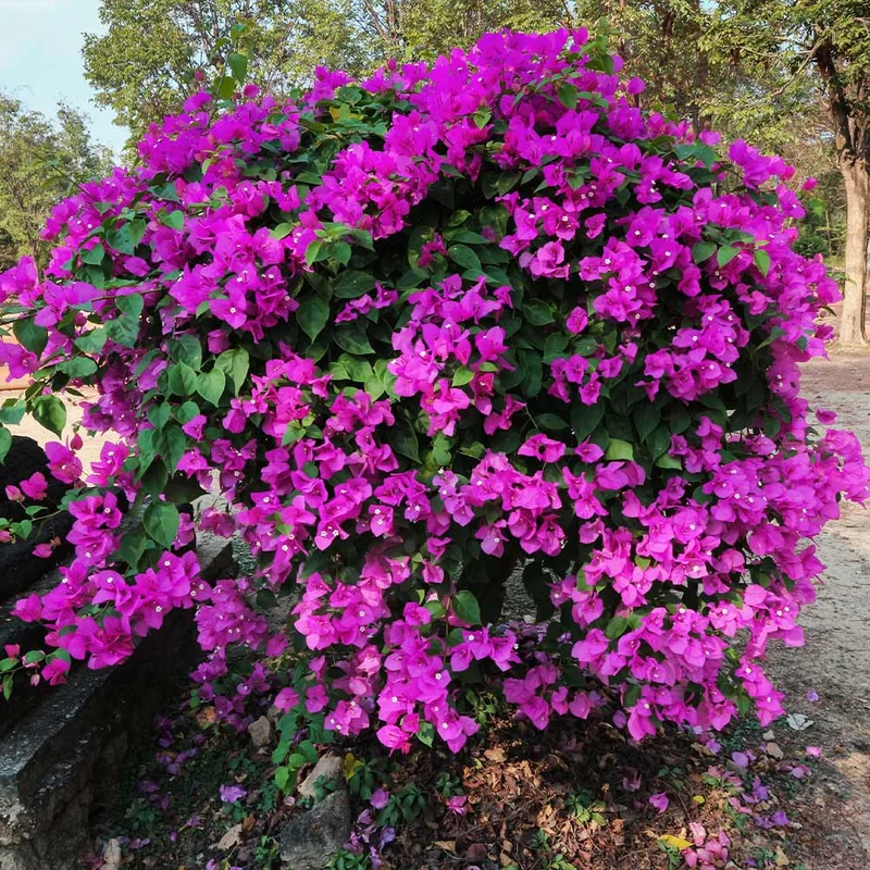 New River Purple Bougainvillea Shrub