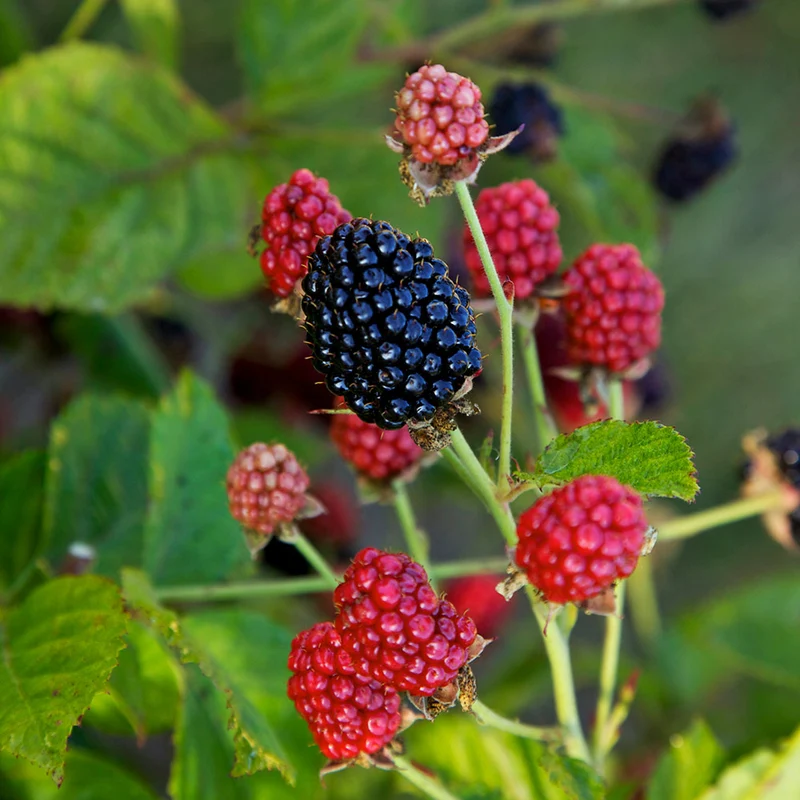 Bushel and Berry® Baby Cakes Blackberry® Bush