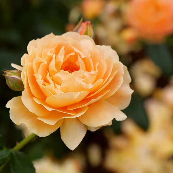Proven Winners® At Last® Rose Shrub