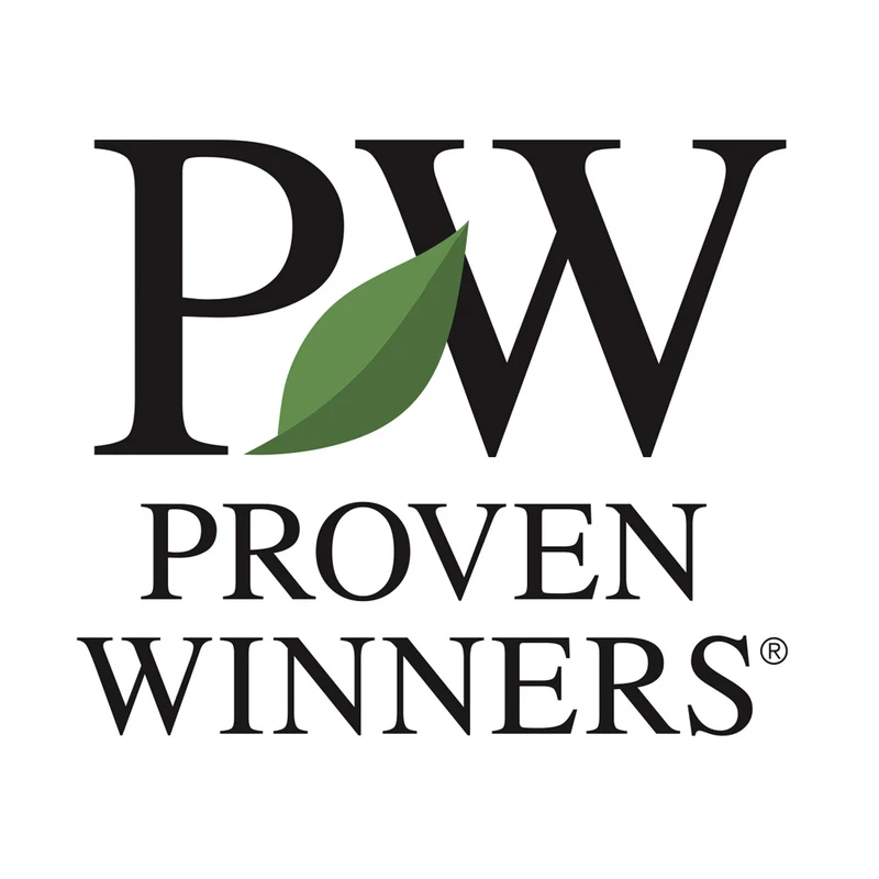 Proven Winners® At Last® Rose Shrub