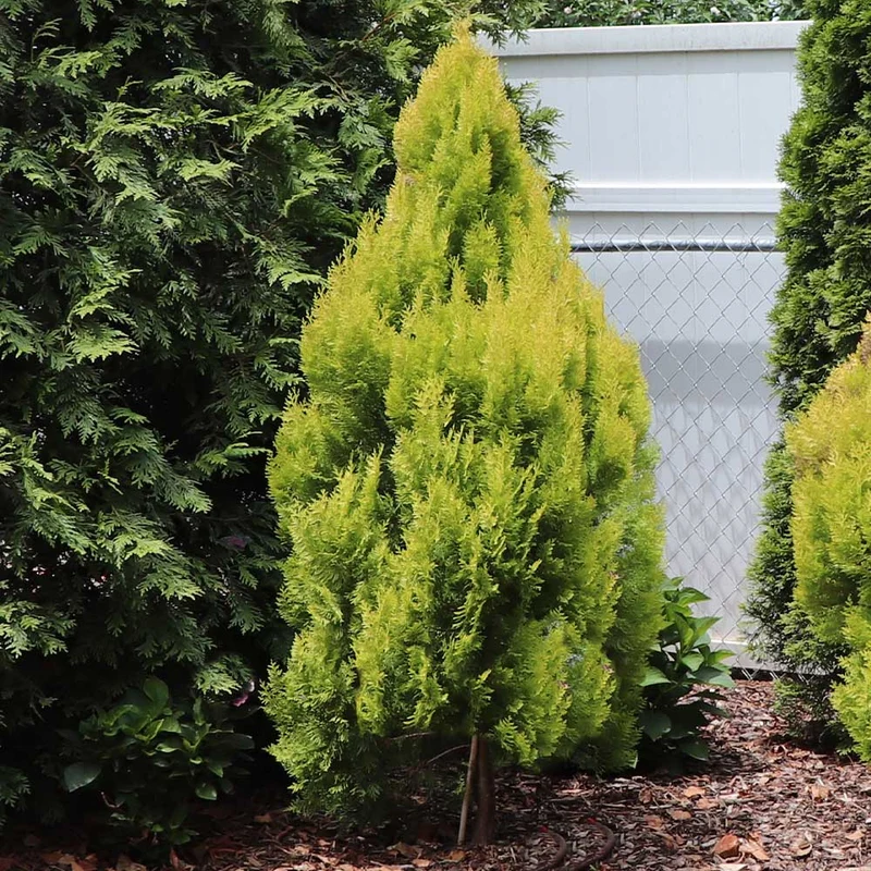 Southern Living® Forever Goldy™ Arborvitae Tree