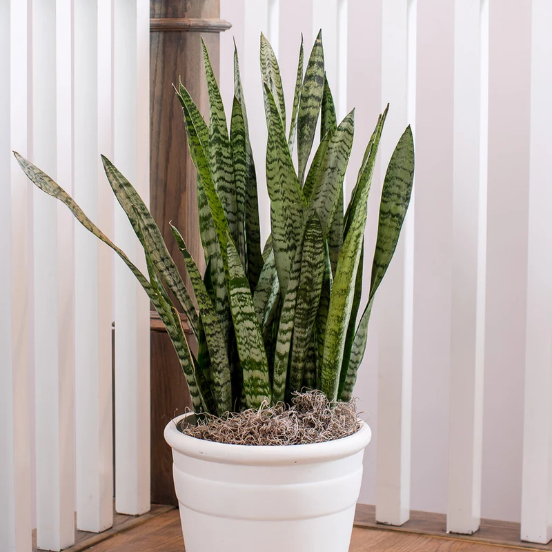 Zeylanica Snake Plant