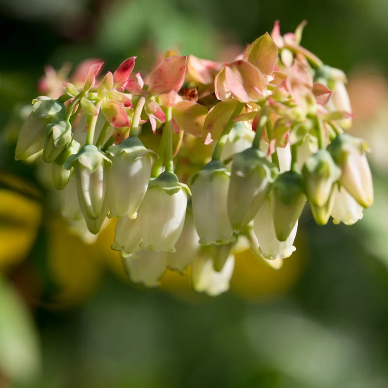 Brightwell Blueberry Bush