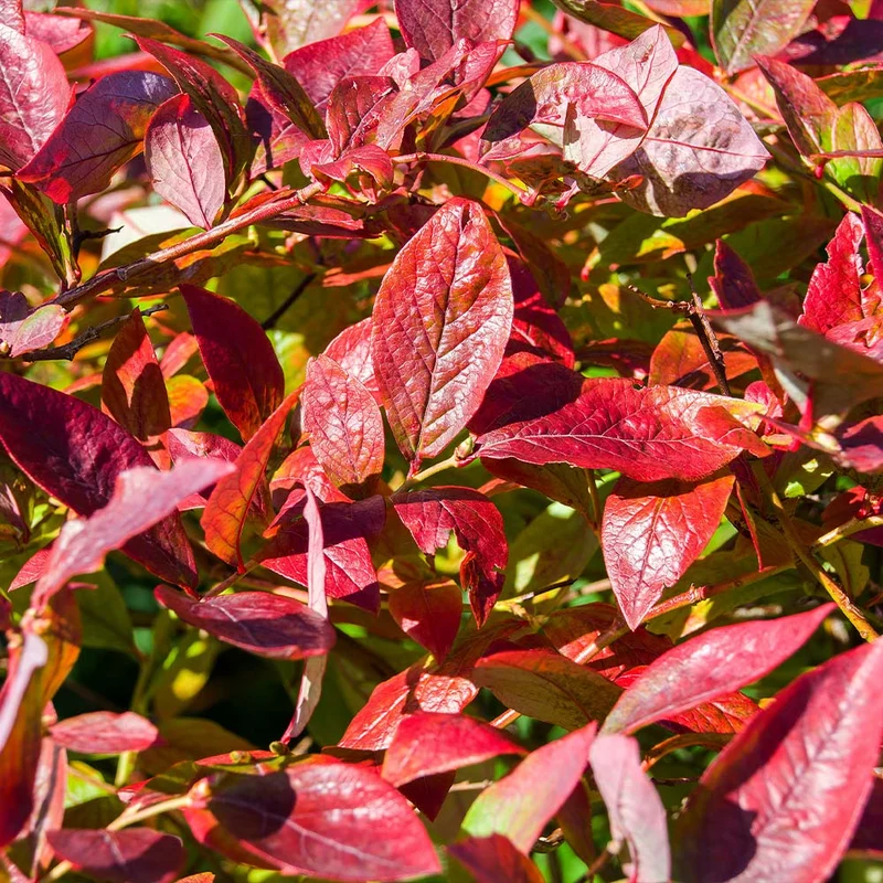 Brightwell Blueberry Bush