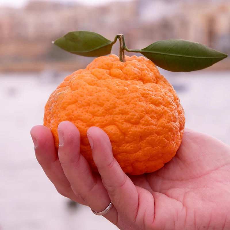 Gold Nugget Mandarin Tree