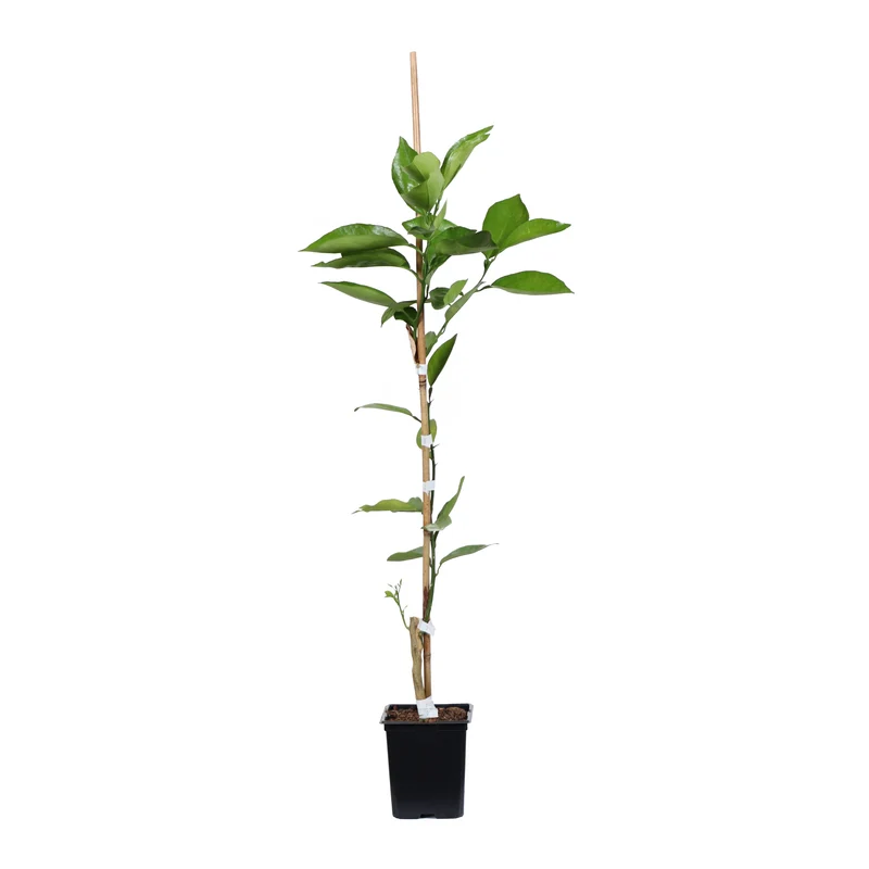 Valencia Orange Tree