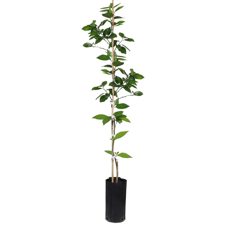 Valencia Orange Tree