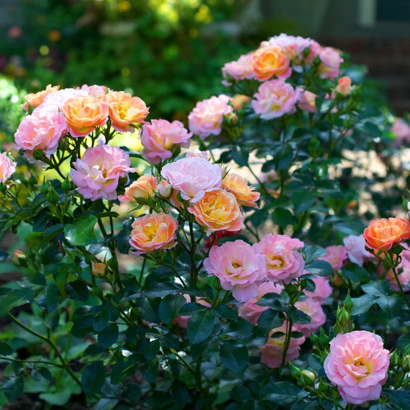 Peach Drift® Rose