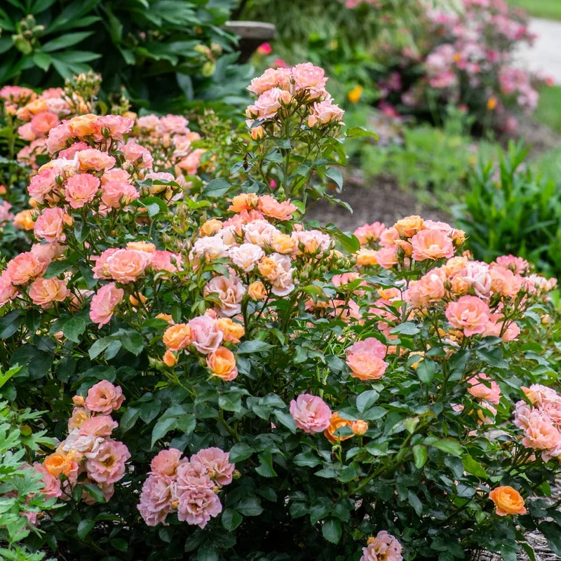 Peach Drift® Rose