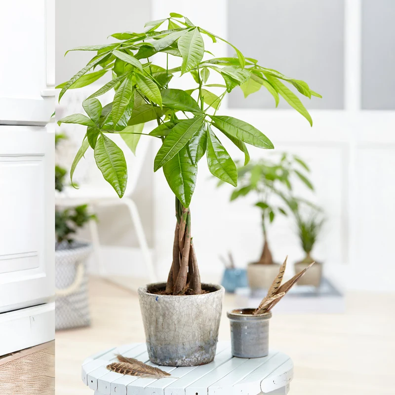 Money Tree
