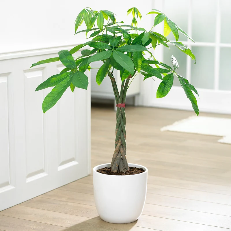 Money Tree