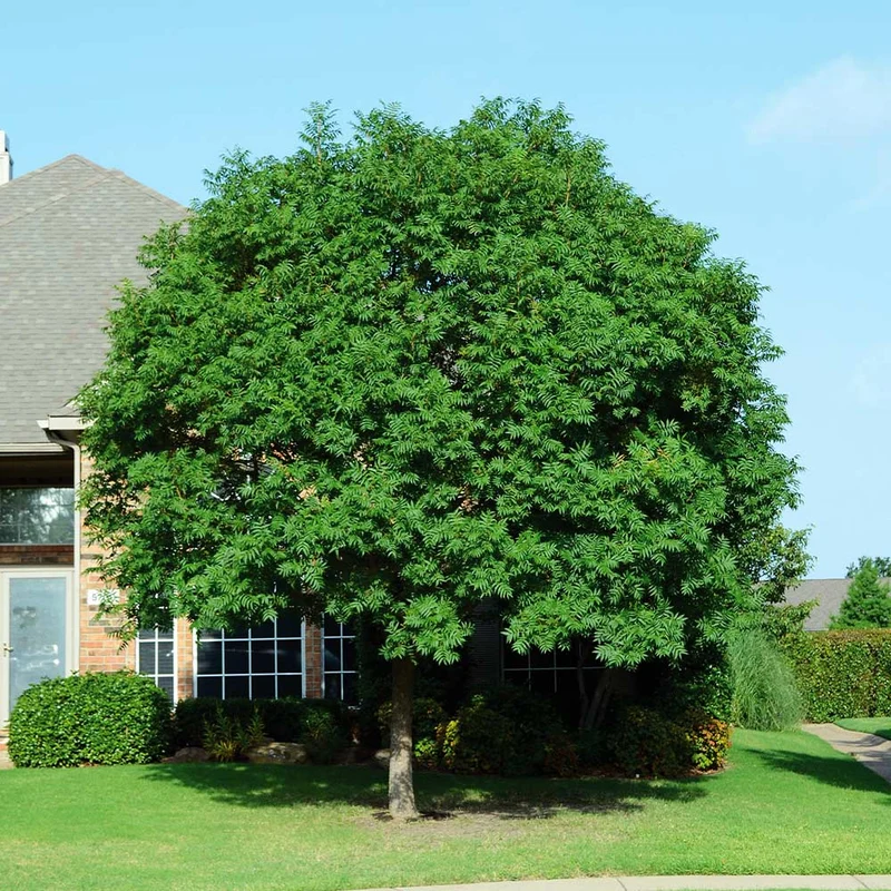 Chinese Pistache Tree