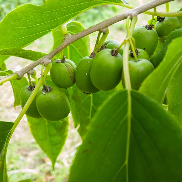Anna & Meader Hardy Kiwi Vine