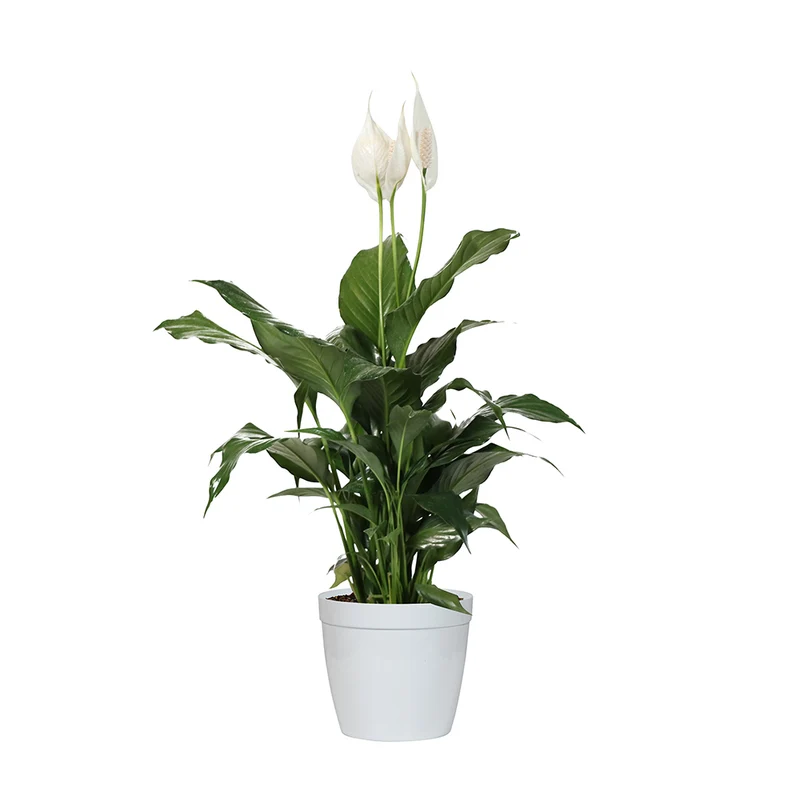 Peace Lily Plant