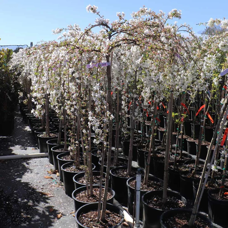 Snow Fountains® Weeping Cherry Tree