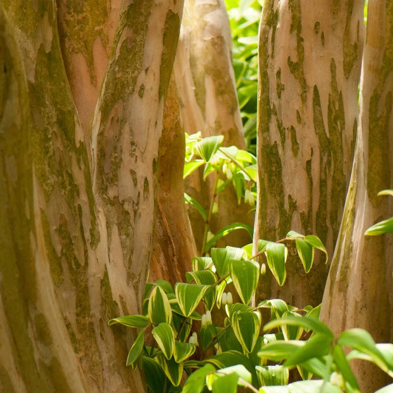 Hopi Crape Myrtle