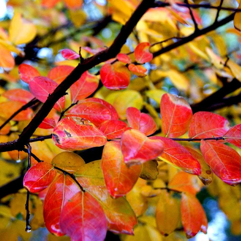 Hopi Crape Myrtle