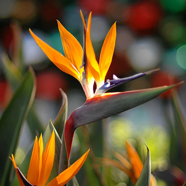 Orange Bird of Paradise