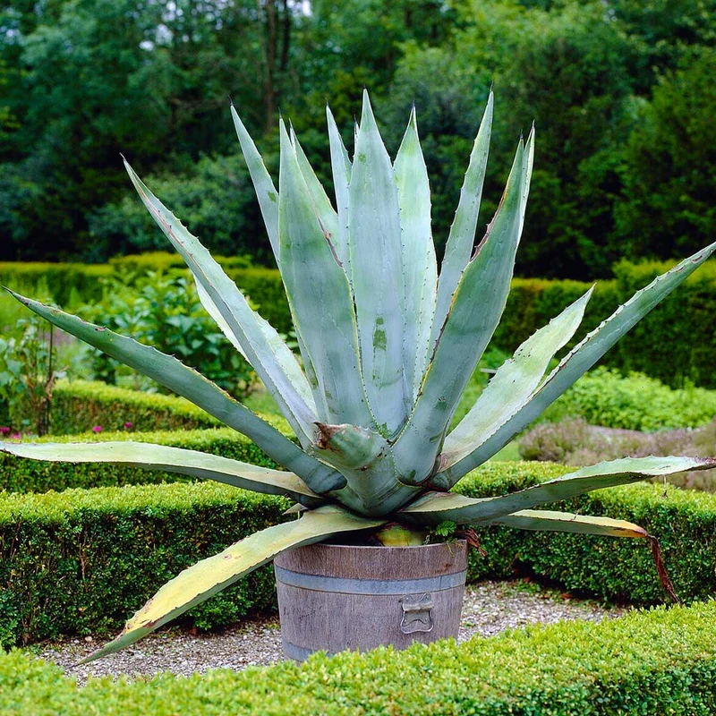 Century Plant