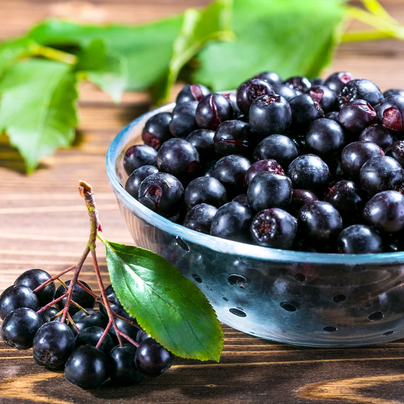 Viking Aronia Chokeberry Bush